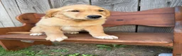 Golden Retriever dogs for sale: Bo  - Ad 8