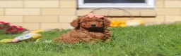 Mini Goldendoodle dogs for sale: Sadie - Ad 6