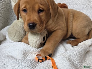 Labrador Retriever dogs Fern • Orange - Ad 23