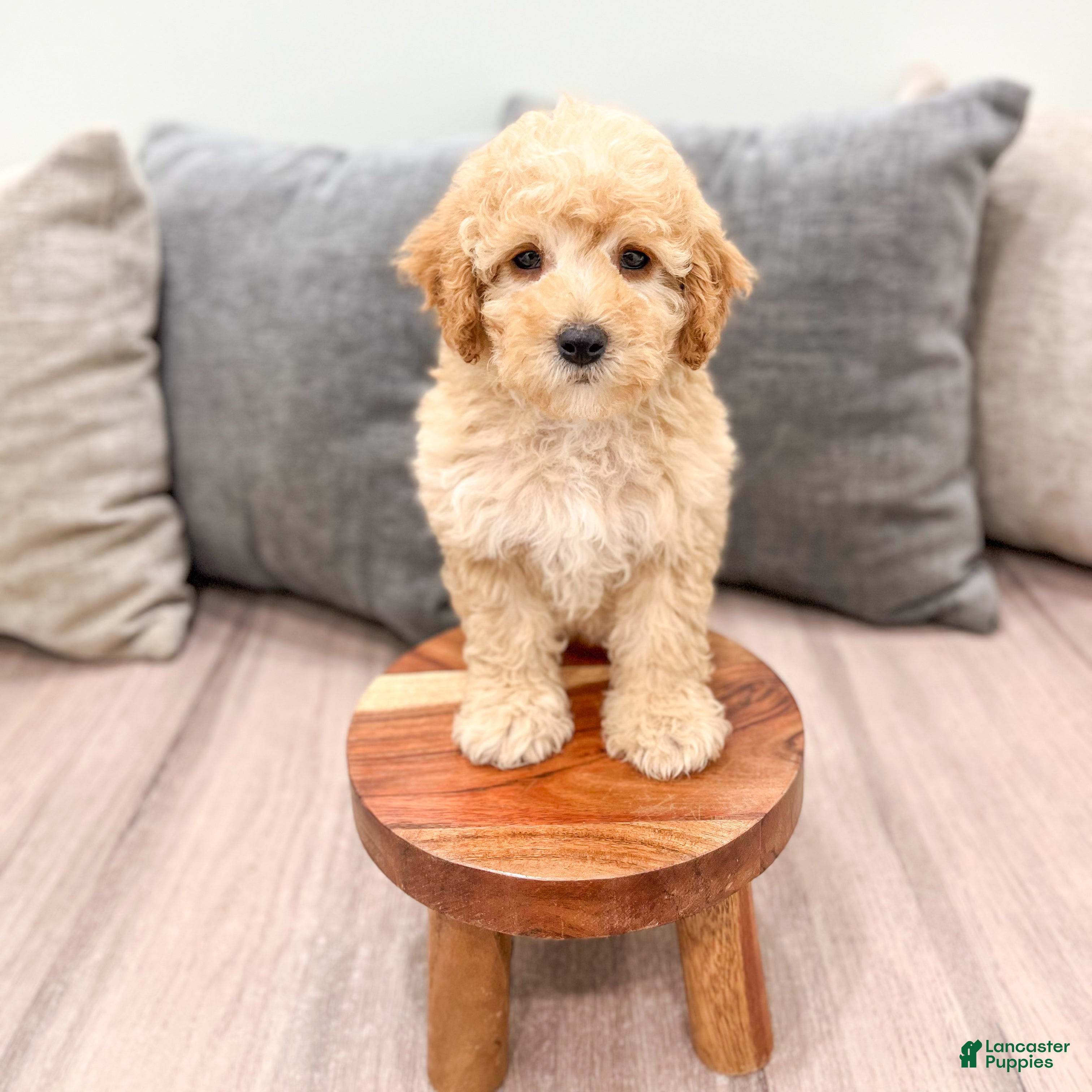 Miniature Poodle dogs Scarlett - Ad 2