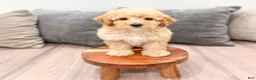 Miniature Poodle dogs for sale: Scarlett - Ad 2