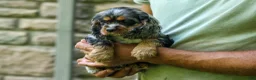 Cocker Spaniel dogs for sale: Letti 🐶💗 - Ad 15