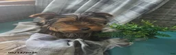 Yorkshire Terrier dogs for sale: Junior - Ad 2
