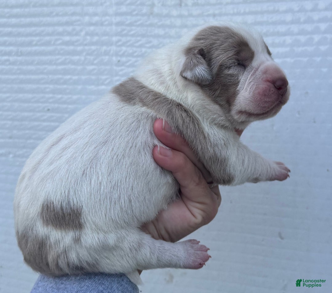 Catahoula Leopard Dog dogs for sale: Catahoula Leopard Dog Puppy 2 - Ad 3