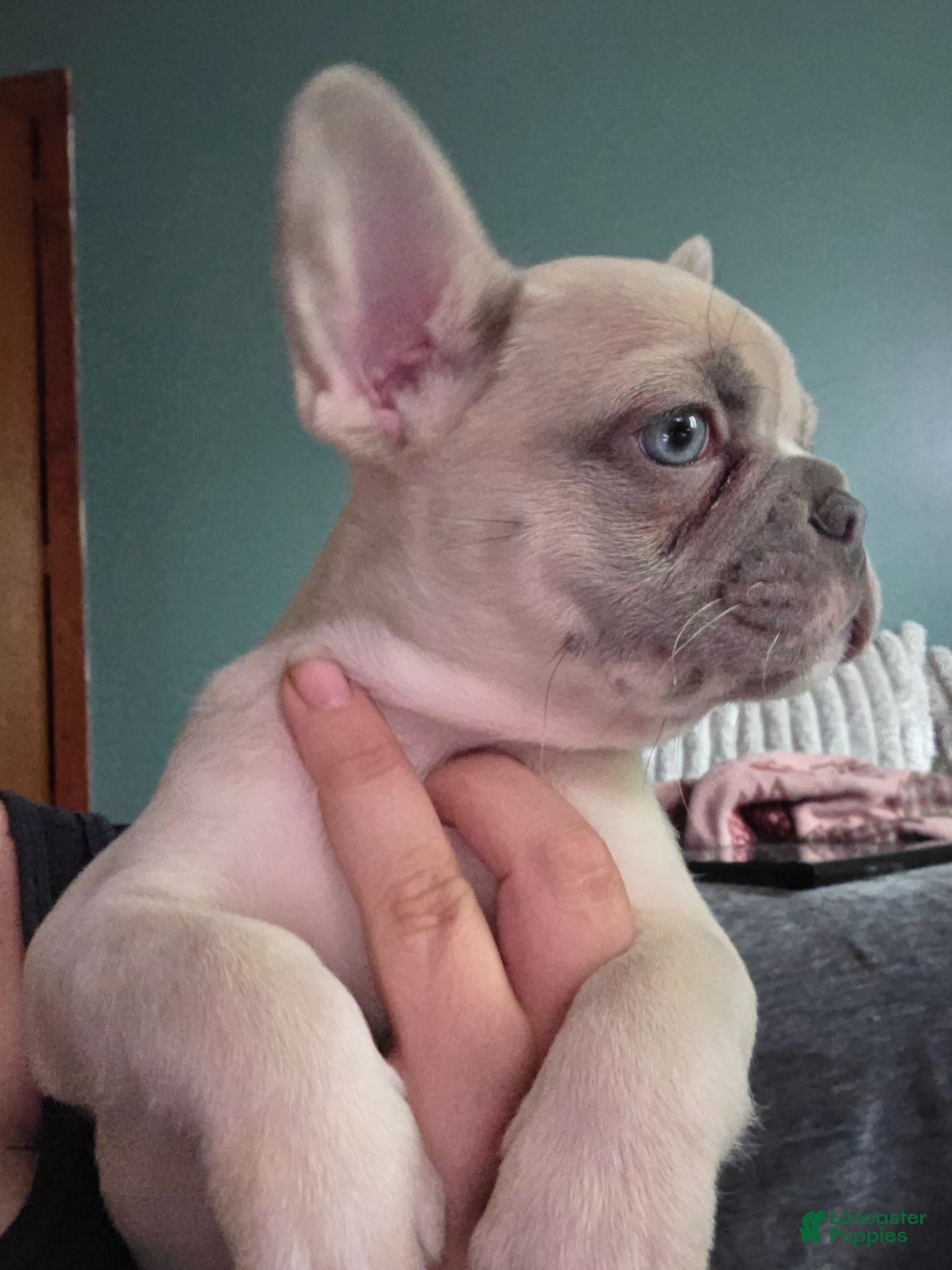 French Bulldog dogs CHICO - Ad 1