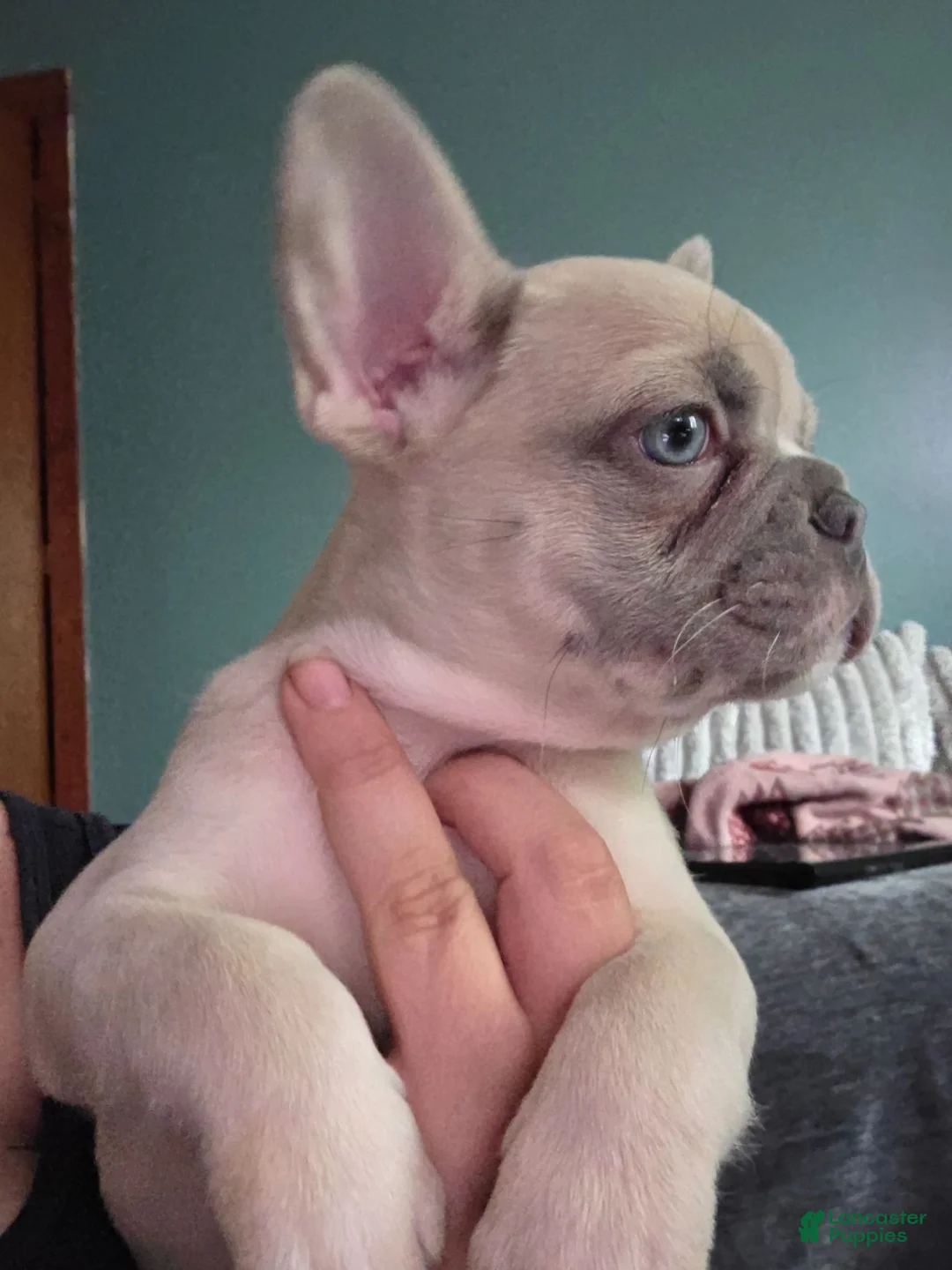 French Bulldog dogs for sale: CHICO - Ad 1
