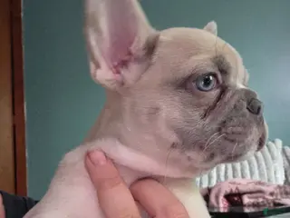 French Bulldog dogs for sale: CHICO - Ad 1