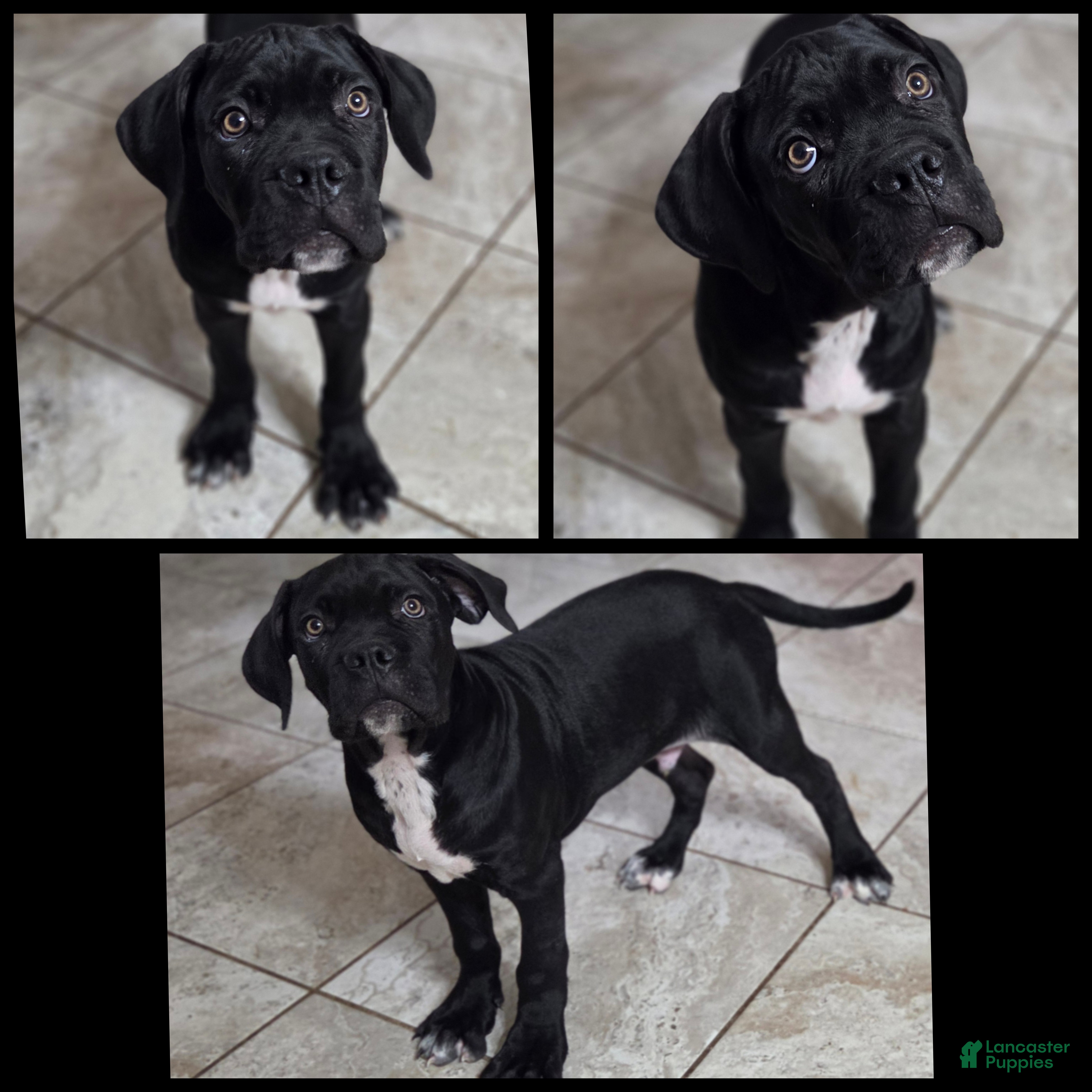 Cane Corso