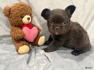 French Bulldog dogs Feliz - Ad 30