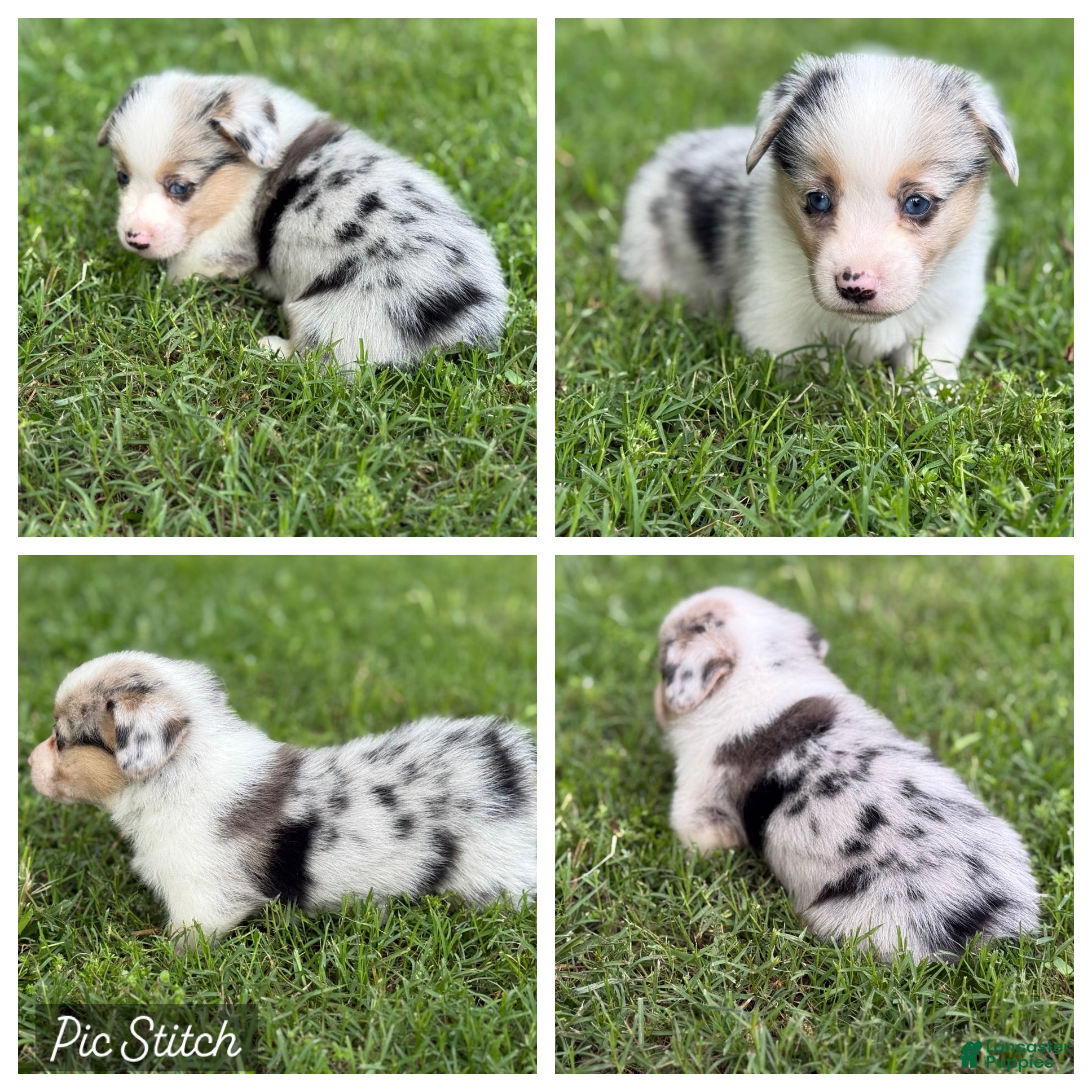Mixed Breed dogs Merle Boy - Ad 34