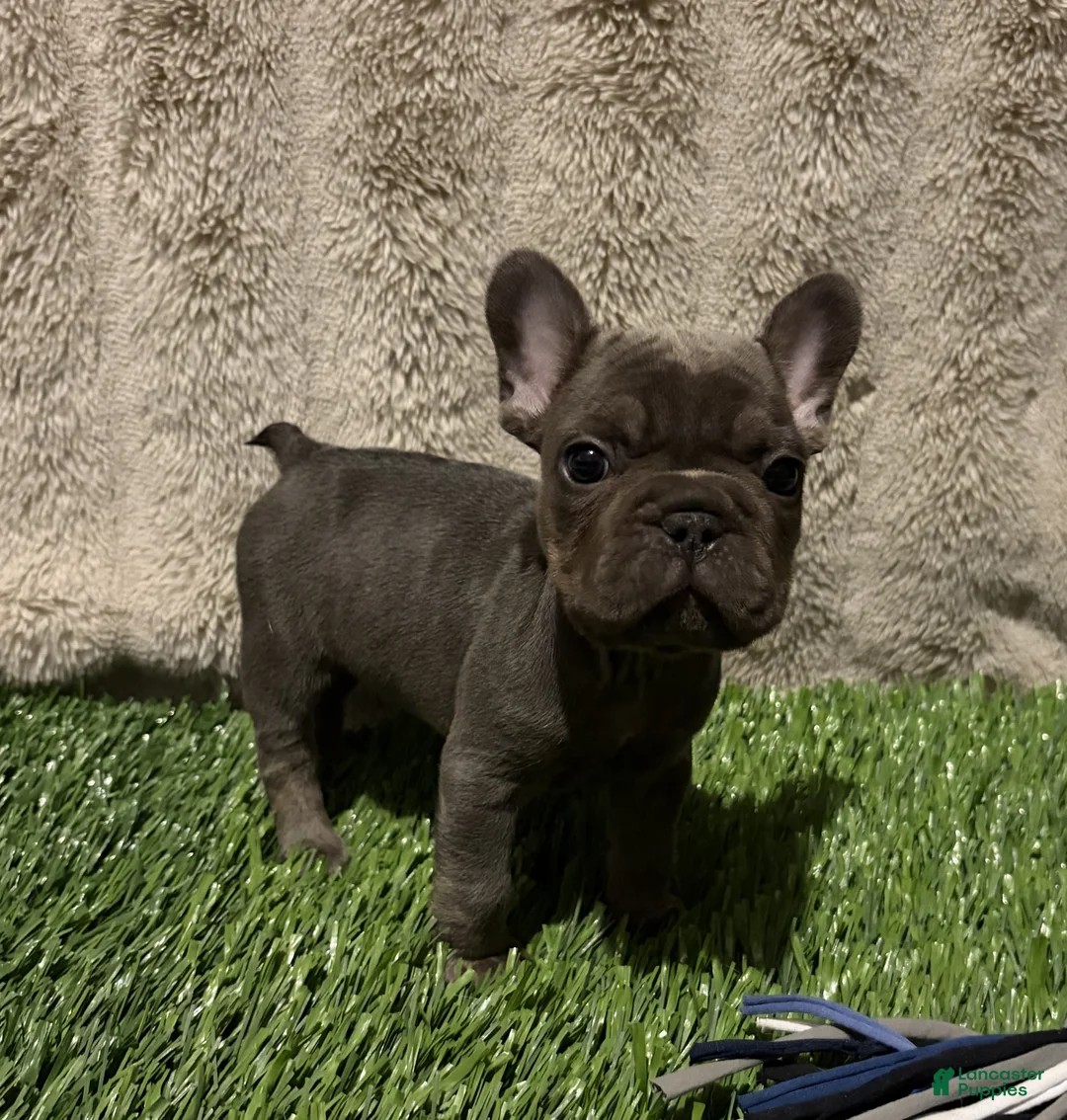 French Bulldog dogs for sale: Cupcake - Ad 1
