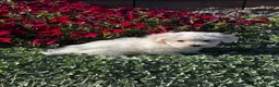 Coton De Tulear dogs for sale: Charles  - Ad 7
