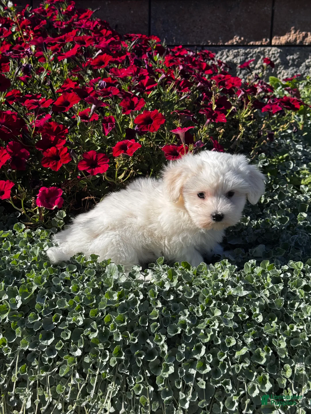 Coton De Tulear dogs for sale: Charles  - Ad 7