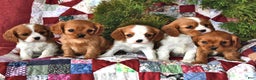 Cavalier King Charles Spaniel dogs for sale: Chestnut - Ad 3