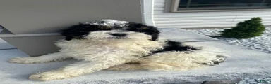 Ace