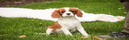 Cavalier King Charles Spaniel dogs for sale: Izzy - Ad 10