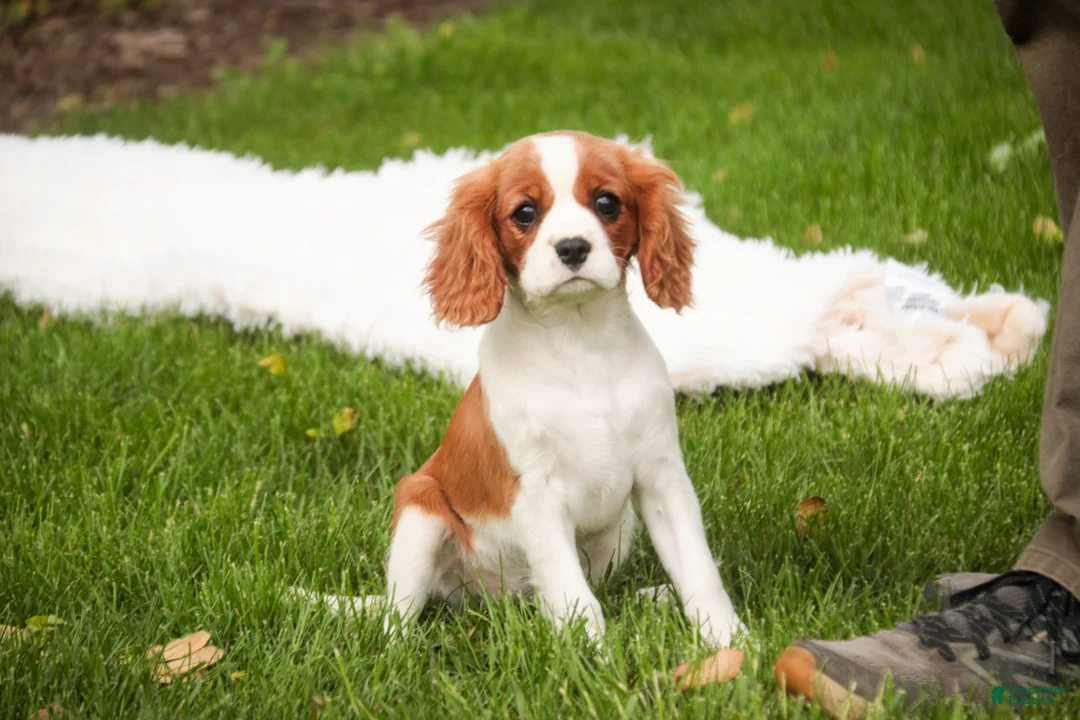 Cavalier King Charles Spaniel dogs for sale: Izzy - Ad 10
