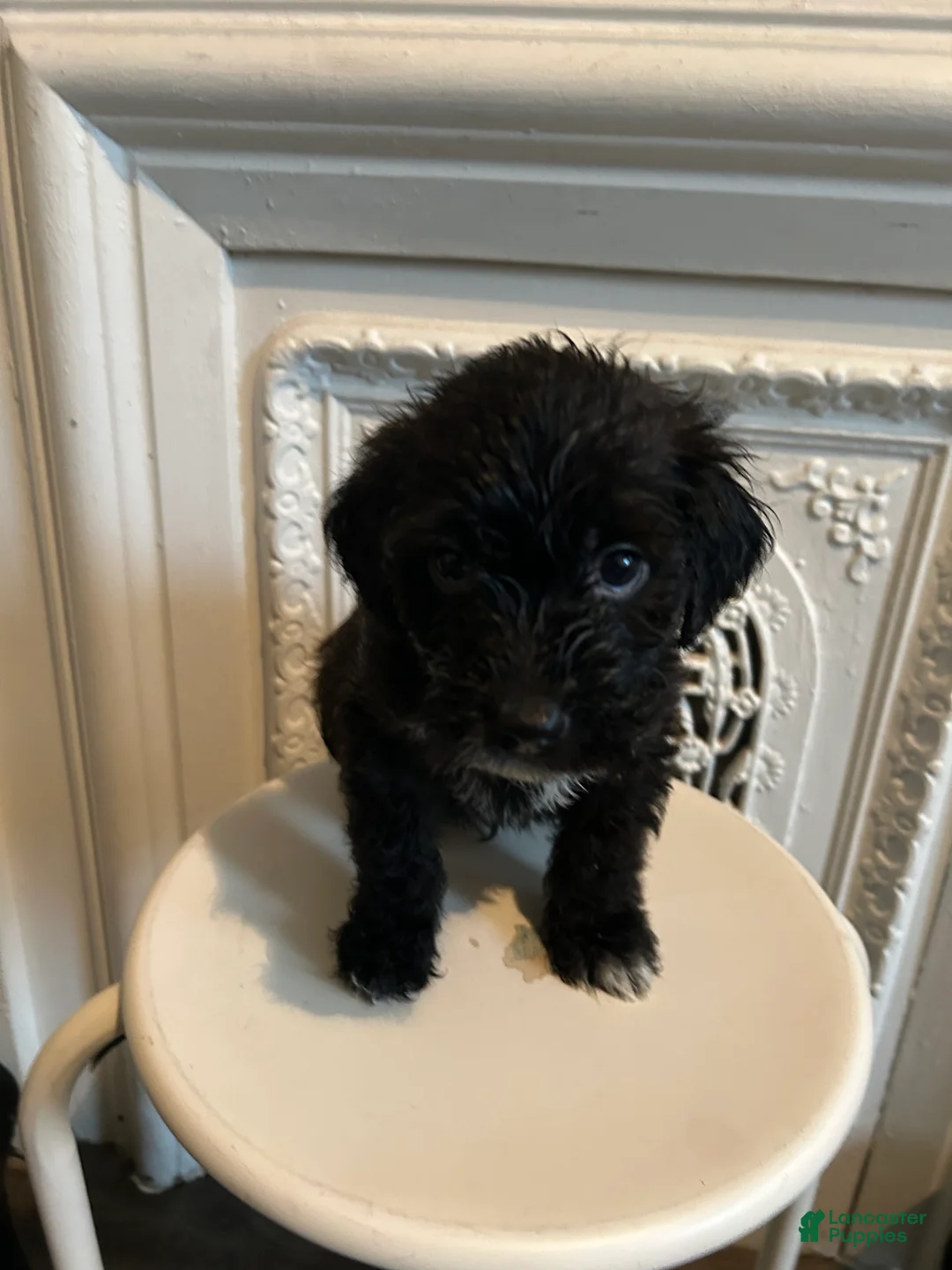 Mixed Breed dogs for sale: Mixed Breed 4 - Ad 2