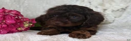 Cavapoo dogs for sale: Sailour - Ad 3
