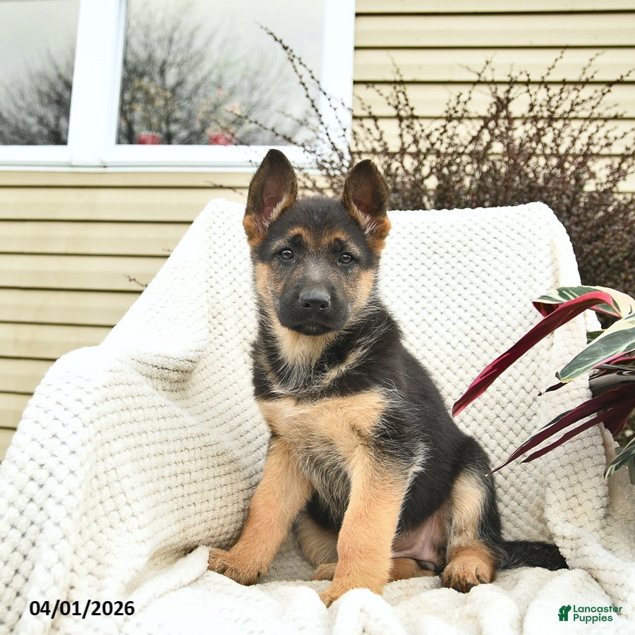 German Shepherd dogs Happy - Ad 2