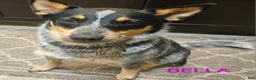 Australian Cattle Dog dogs for sale: Australian Cattle Dog 1 - Ad 2