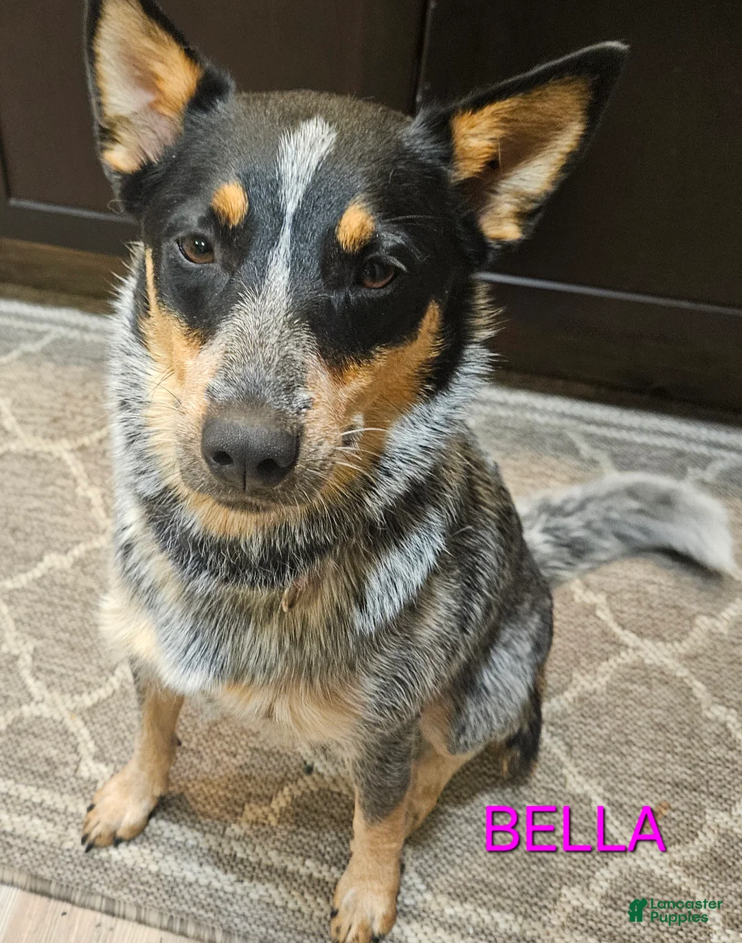 Australian Cattle Dog dogs for sale: Australian Cattle Dog 1 - Ad 2