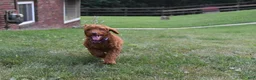 Standard Poodle dogs for sale: Eli moyen - Ad 7