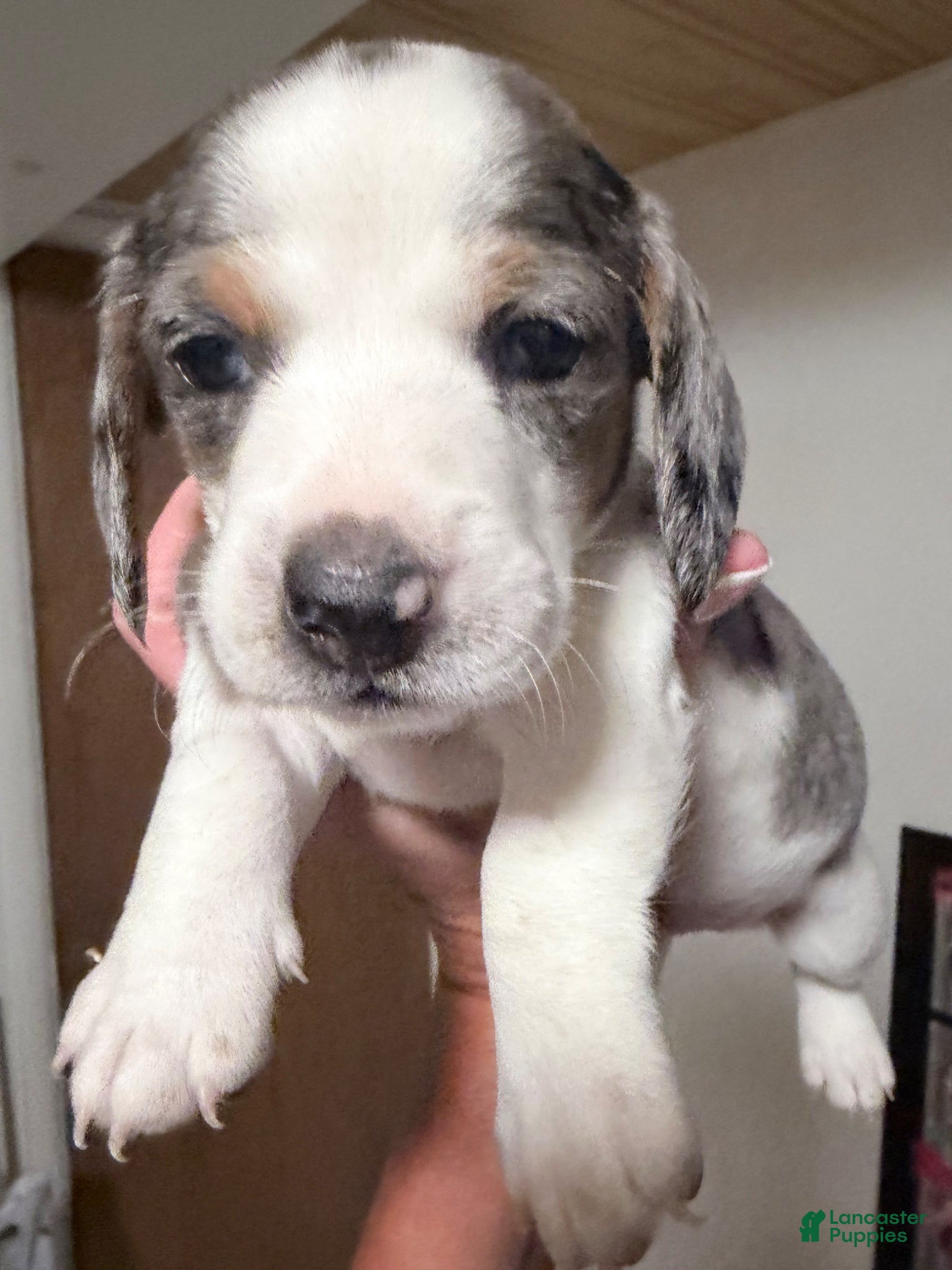 Dachshund dogs Dachshund Puppy 3 - Ad 1