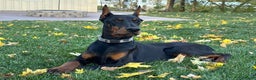 Doberman Pinscher dogs for sale: Selene - Ad 7