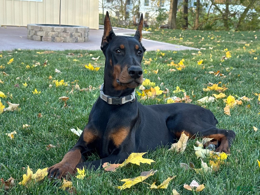 Doberman Pinscher dogs for sale: Selene - Ad 7