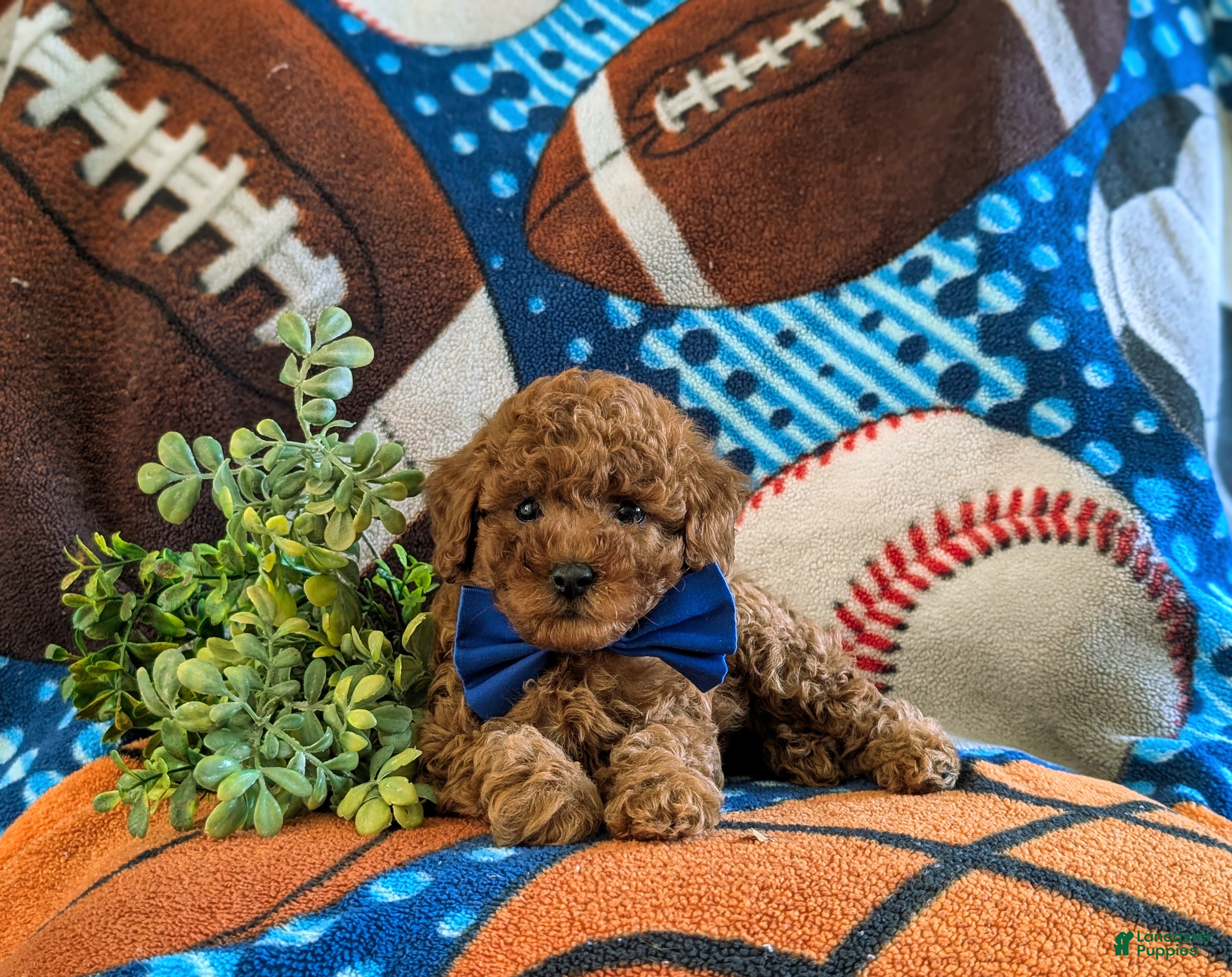 Miniature Poodle dogs Skylar - Ad 2