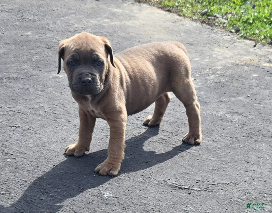 Mixed Breed dogs for sale: Hawks Demo  - Ad 1
