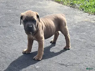 Mixed Breed dogs Hawks Demo - Ad 19