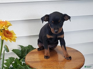 Miniature Pinscher dogs - Ad 5