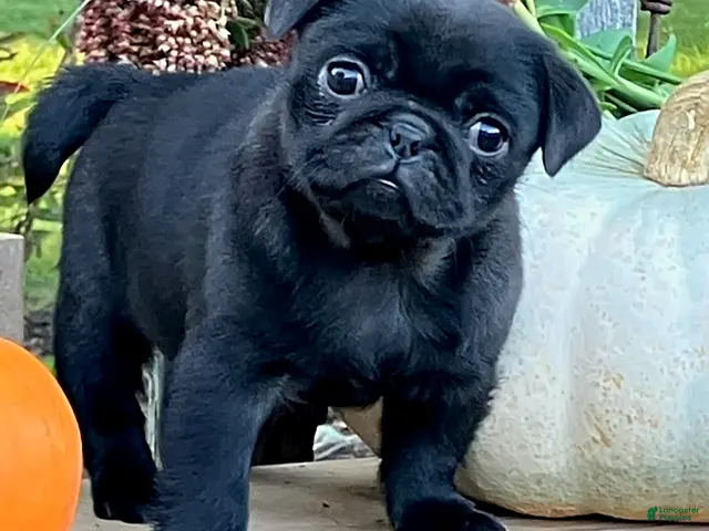 Pug dogs for sale: Cracker - Ad 1