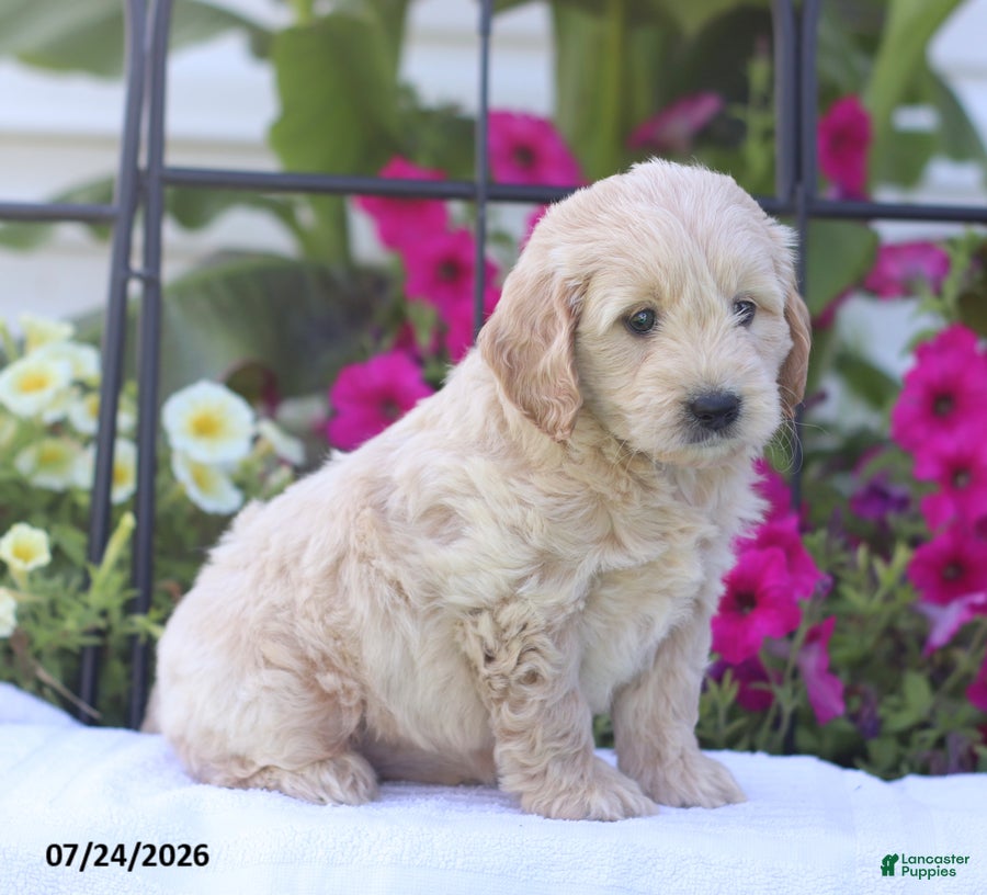 Mini Goldendoodle dogs Janet - Ad 2