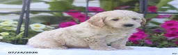 Mini Goldendoodle dogs for sale: Janet - Ad 2