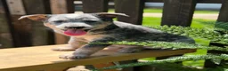 Australian Cattle Dog dogs for sale: Duke - Ad 4