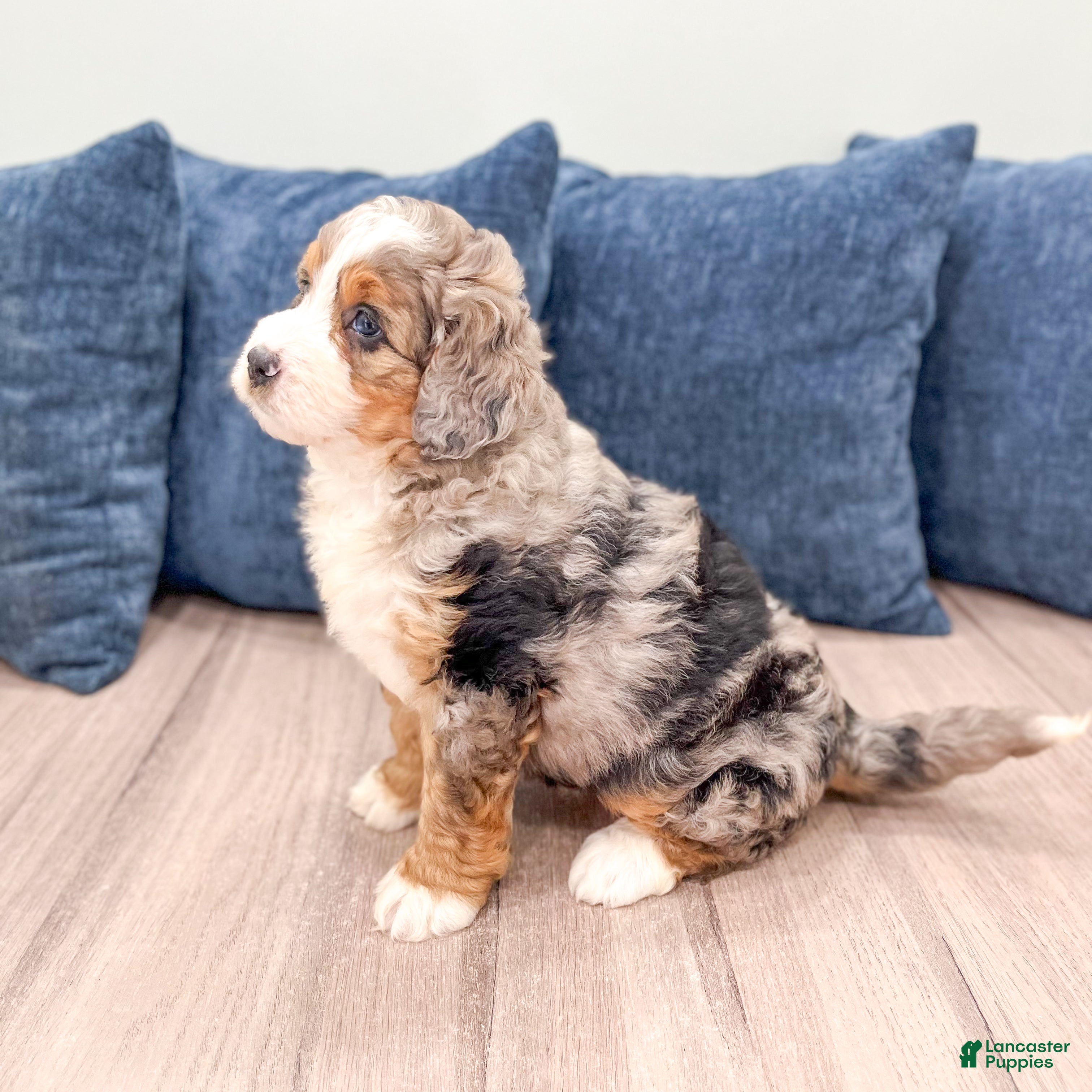 Mini Bernedoodle dogs for sale: Isabella - Ad 7