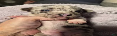 Chihuahua 1