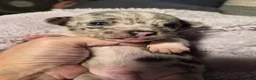 Chihuahua dogs for sale: Chihuahua 1 - Ad 1