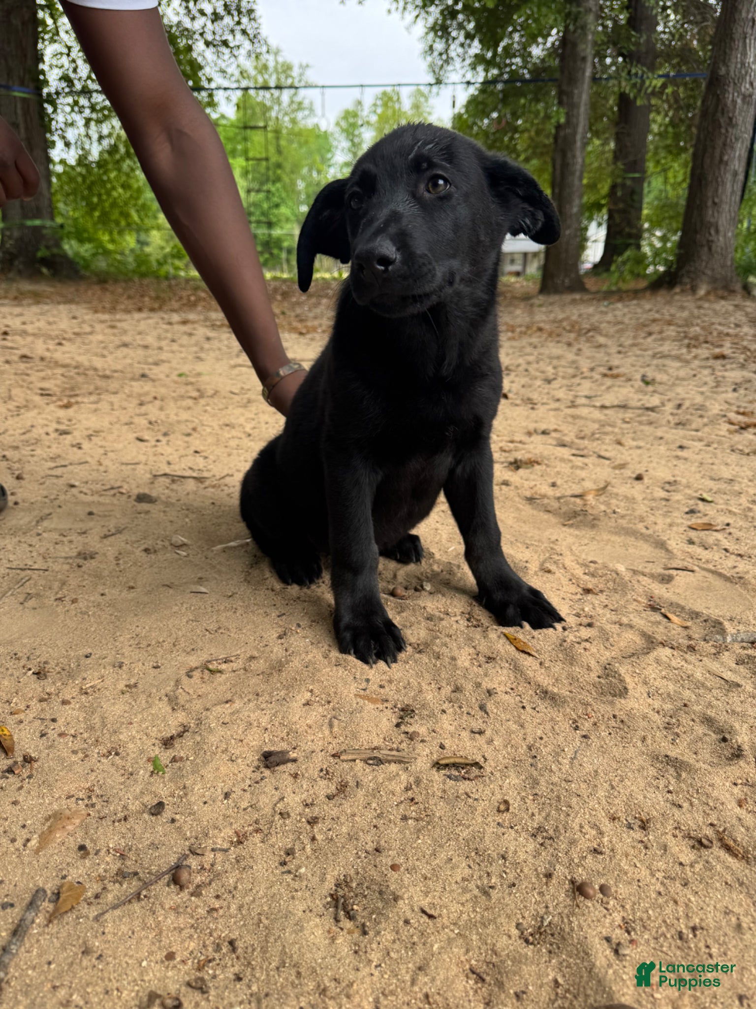 Mixed Breed dogs for sale: Athena  - Ad 2