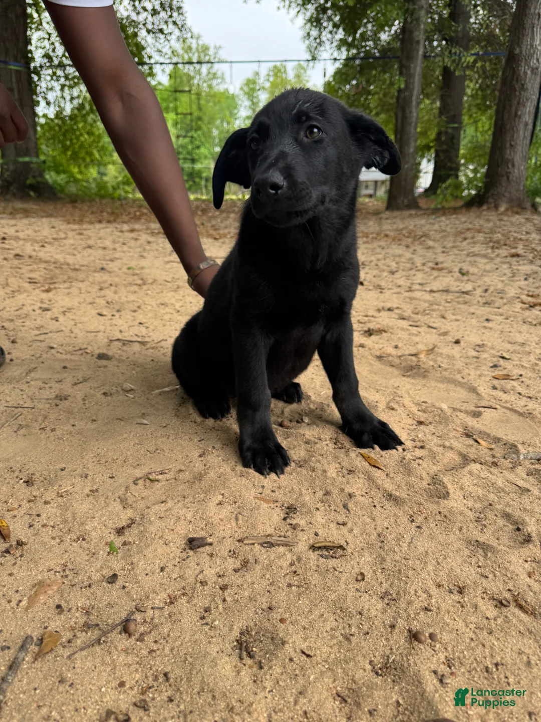 Mixed Breed dogs for sale: Athena  - Ad 1