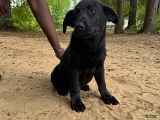 Mixed Breed dogs Athena - Ad 42