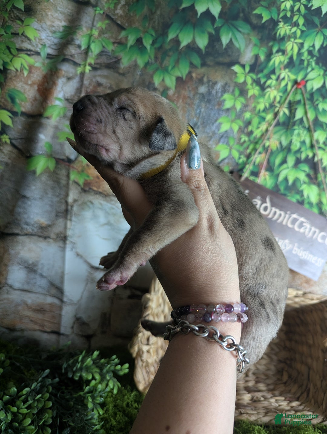 Great Dane dogs for sale: Èowyn Blue Brindle Merle Female Great Dane Puppy  - Ad 3