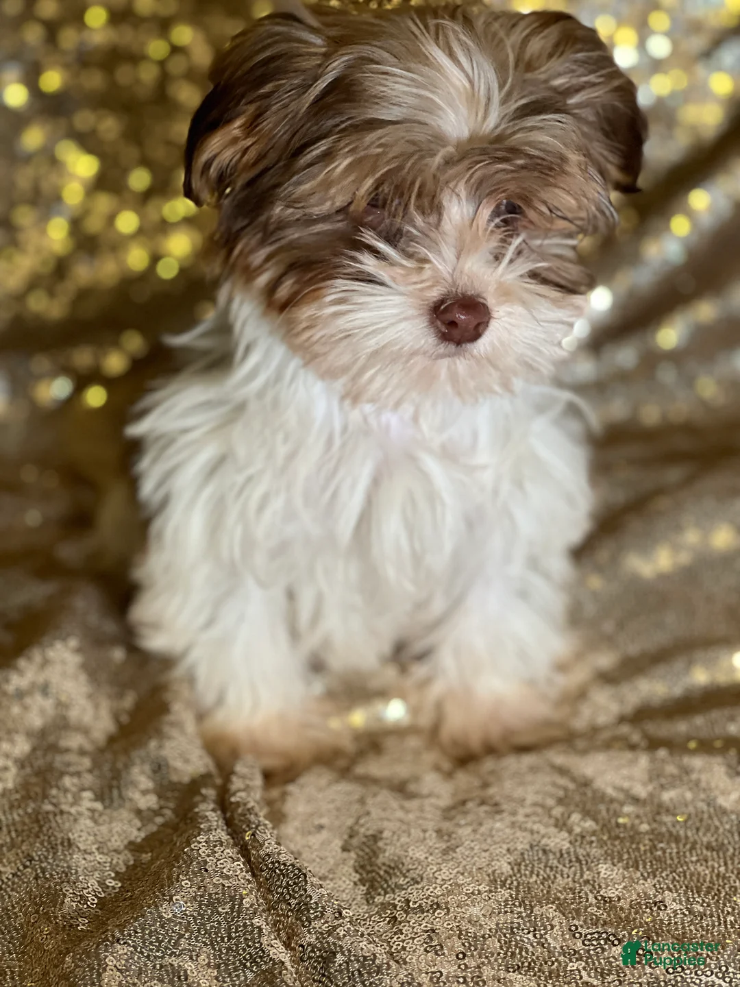 Havanese dogs for sale: Kisses - Ad 4