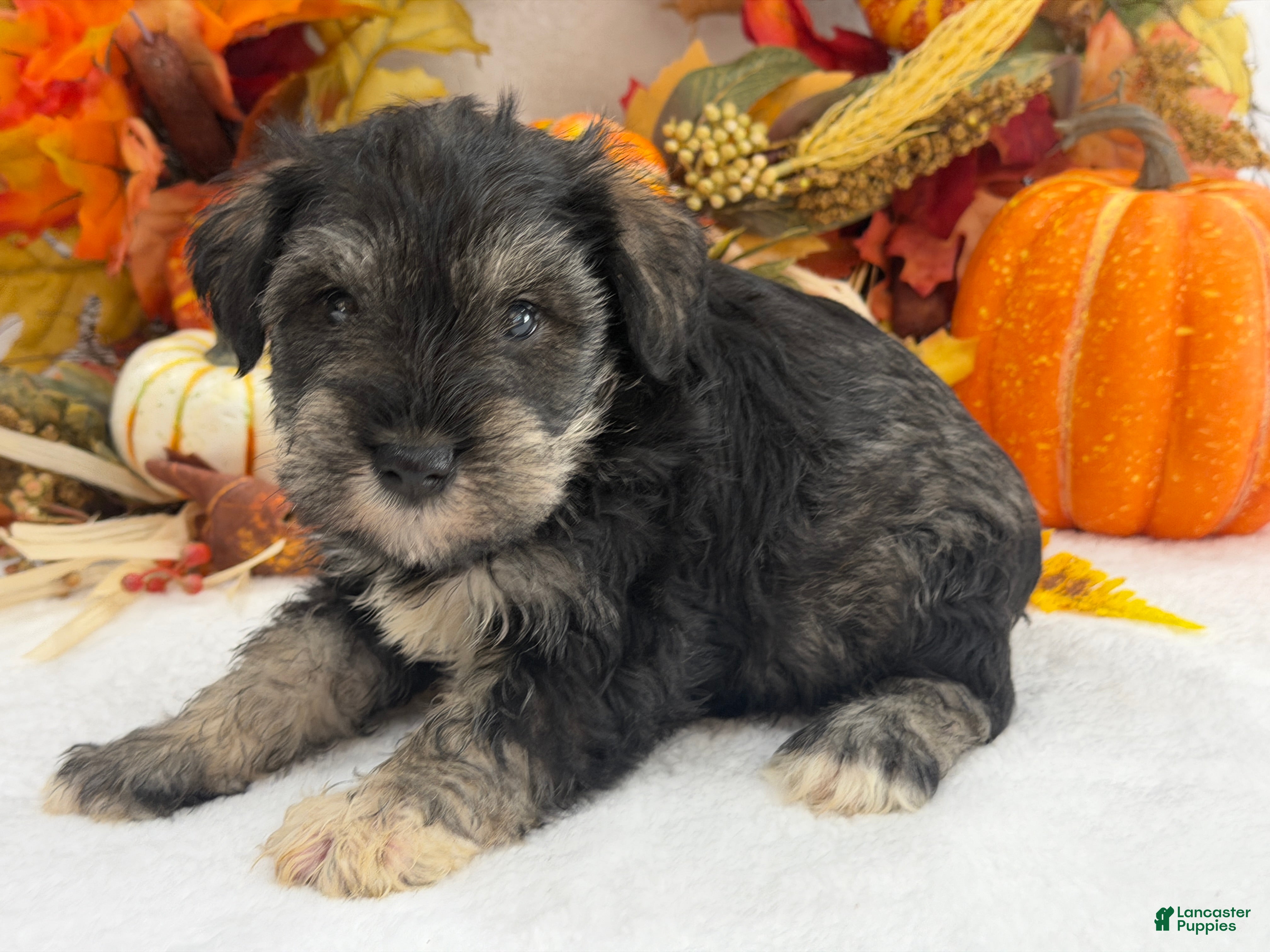 Miniature Schnauzer dogs for sale: Gypsy Male 2 - Ad 28