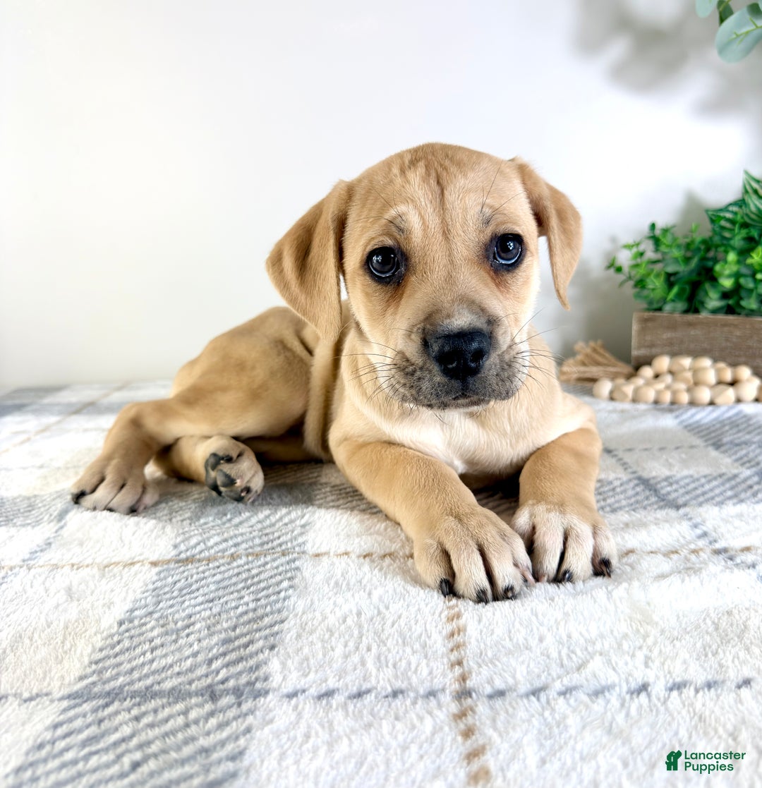 Cane Corso dogs for sale: Nala - Ad 5