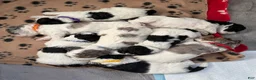 Miniature Poodle dogs for sale: Miniature Poodle Blue - Ad 38