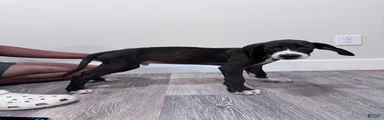Great Dane 4 (Chip) 